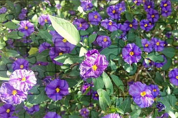 Solanum jigsaw puzzle