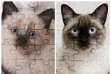 Meu Gato jigsaw puzzle