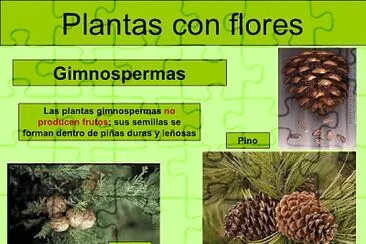 פאזל של Plantas - clasificaciÃ³n