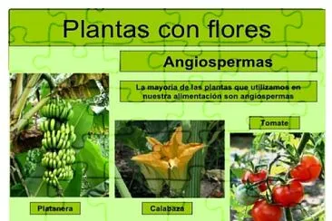 Plantas - clasificaciÃ³n