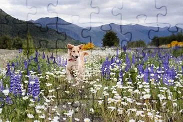 Cachorro no bosque jigsaw puzzle