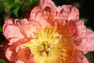 flores jigsaw puzzle