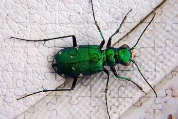 Cicindela sexguttata jigsaw puzzle