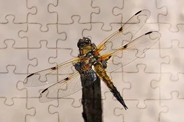 פאזל של Quadrimaculata