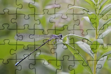 Argia apicalis jigsaw puzzle