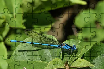 Argia anceps jigsaw puzzle