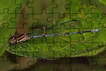 Argia oenea jigsaw puzzle