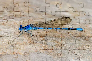 Argia plana jigsaw puzzle