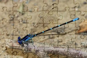 Argia sedula jigsaw puzzle