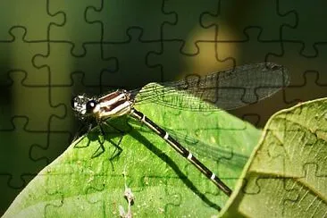 Argia translata jigsaw puzzle