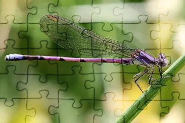 Argia violacea fumipennis jigsaw puzzle