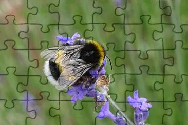 Un bourdon dans les lavandes jigsaw puzzle