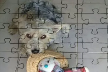 Animais de estimacao jigsaw puzzle