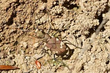 Cicindela sylvicola jigsaw puzzle