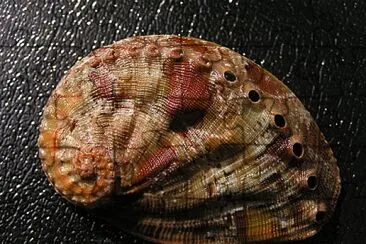 Haliotis semplicata