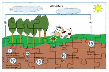 CICLO DEL NITROGENO