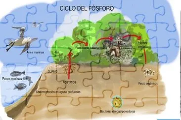 CICLO DEL FOSFORO jigsaw puzzle