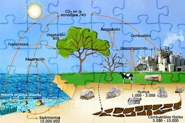 CICLO DEL CARBONO jigsaw puzzle