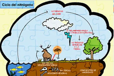 CICLO DEL NITRÃ“GENO jigsaw puzzle