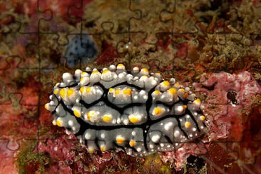 Phyllidia elegans jigsaw puzzle