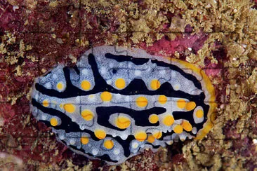 Phyllidia exquisita