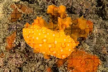 Phyllidia flava jigsaw puzzle