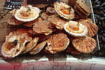 Coquilles Saint-Jacques