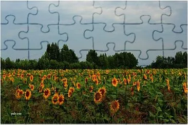 girasoli jigsaw puzzle