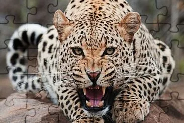 Leopardo