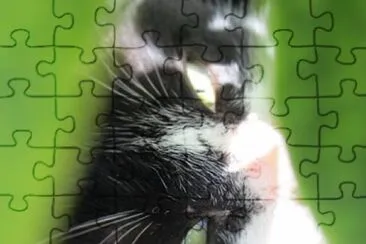 Cats jigsaw puzzle