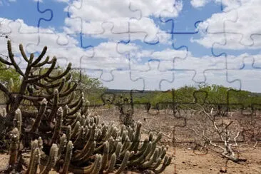 CAATINGA jigsaw puzzle