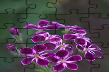 פאזל של flores