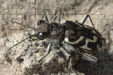 Cicindela tranquebarica jigsaw puzzle