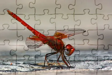 פאזל של Trithemis kirbyi