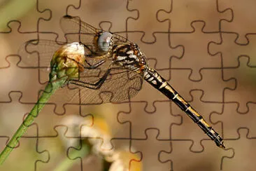 פאזל של Trithemis arteriosa