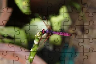 Trithemis aurora jigsaw puzzle