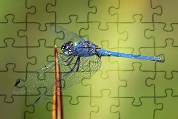 Trithemis furva jigsaw puzzle