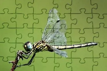 Trithemis dorsalis jigsaw puzzle