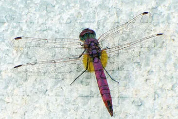 פאזל של Trithemis uncertain