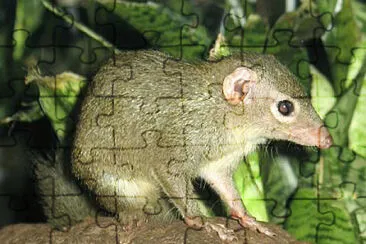 Tupaia glis