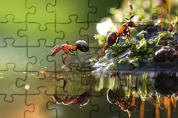 natural jigsaw puzzle