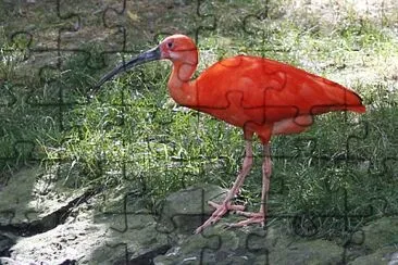 פאזל של Ibis