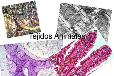 TEJIDO ANIMAL 2