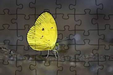 Eurema celebensis jigsaw puzzle