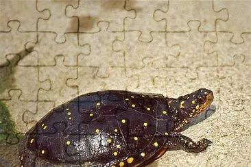 Punteggiata jigsaw puzzle