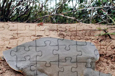 Dal guscio molle gigante jigsaw puzzle