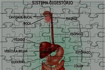 sistema digestÃ³rio jigsaw puzzle