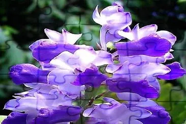 flores violeta jigsaw puzzle