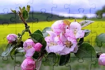 rosal de ROSa jigsaw puzzle