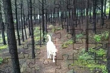 Natural jigsaw puzzle